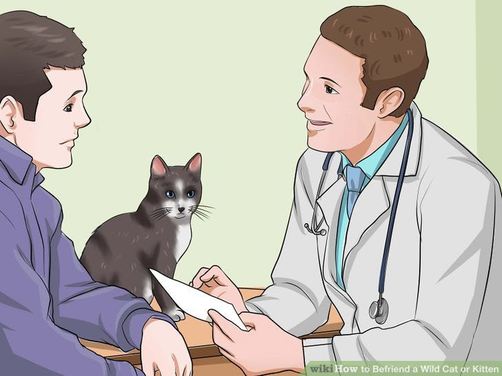 Befriend a Wild Cat or Kitten Step 8 Version 2.jpg