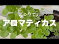 コンプリート！ アロマ ティカ ス 挿し木 548748-アロマティカス 挿し木