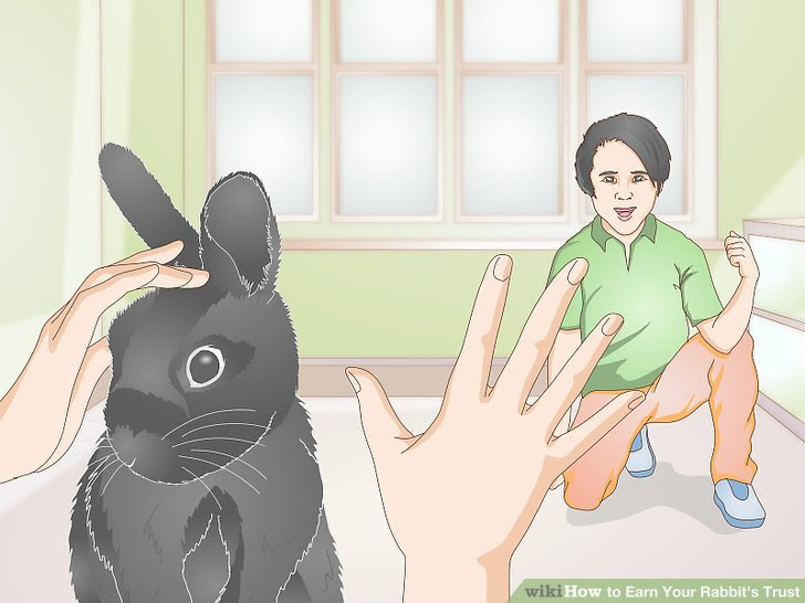 Earn Your Rabbit's Trust Step 11.jpg