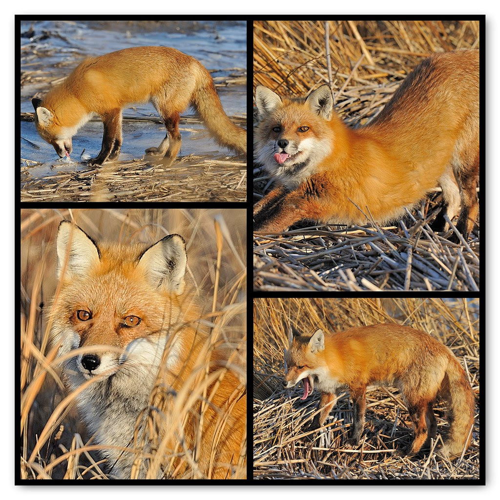 The Red Fox          (Scroll Down for more photos)