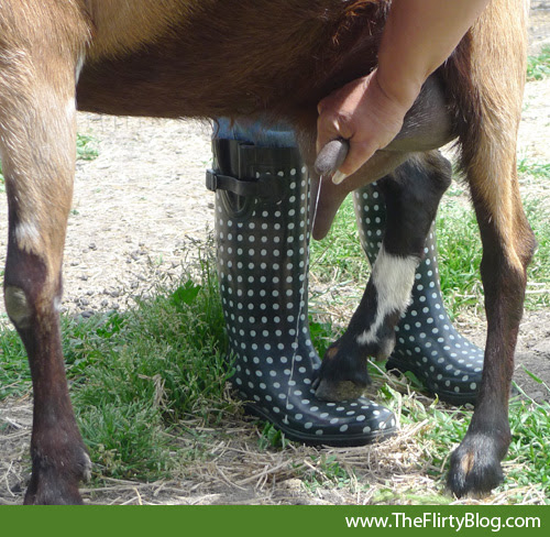 milking-a-goat-by-hand-harley-farms