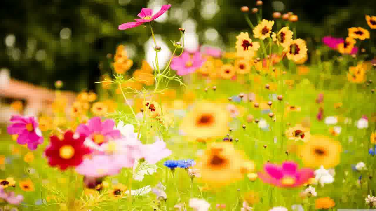 Beautiful Flowers HD - slideshow of pretty spring and ...