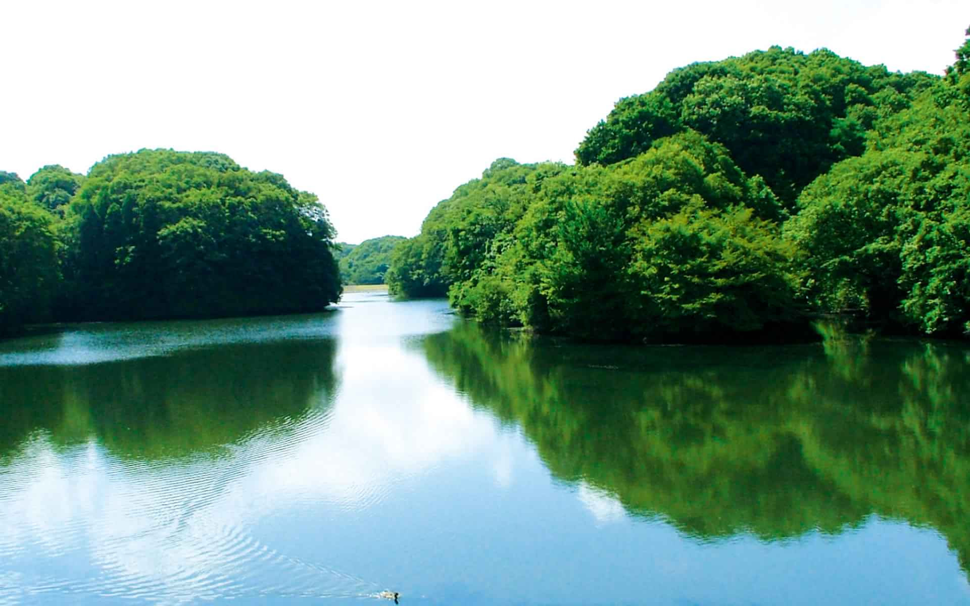 緑の文化園 大阪で見つかる 緑の大自然