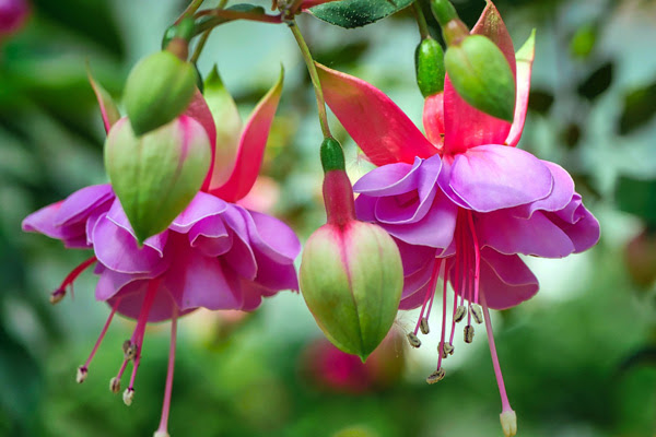 植木鉢で楽しみたい 夏の花選 秋まで長く楽しめる草花たち 植木鉢ナビ