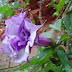 Purple Angel Trumpet Plant For Sale - Check out our angel trumpet plants selection for the very best in unique or custom, handmade pieces from our craft supplies & tools shops.