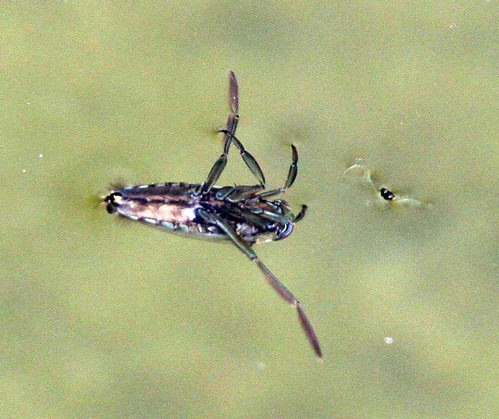 Water Boatman