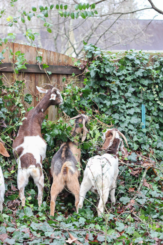Everything you need to know about renting goats for ivy removal. (Yes, that's a thing!)