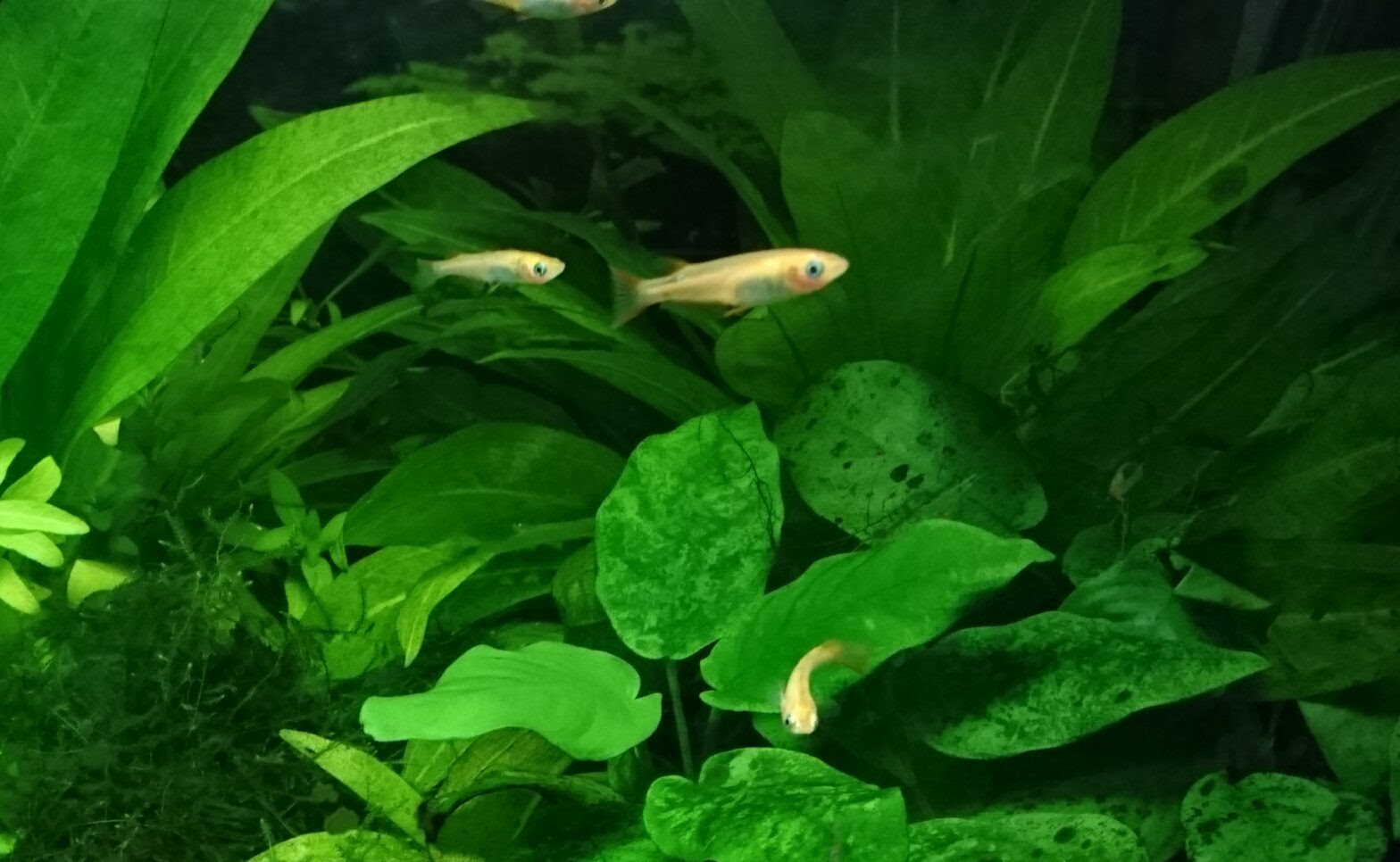 生き物への小言シリーズ メダカへの小言 あんきもブログ