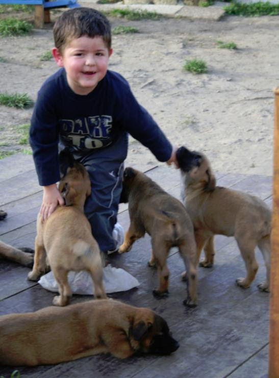 ELEVAGE BERGER BELGE MALINOIS - ACCUEIL