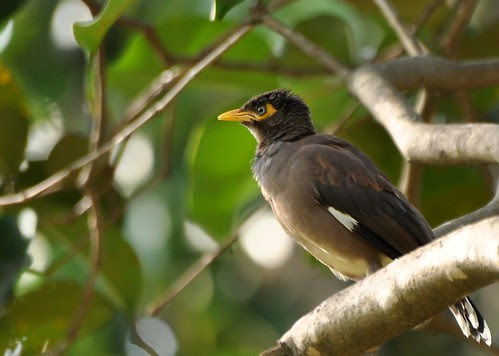Little Bird Up The Tree