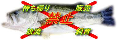 Basstank 野池ブラックバス釣行記 バス釣り入門講座
