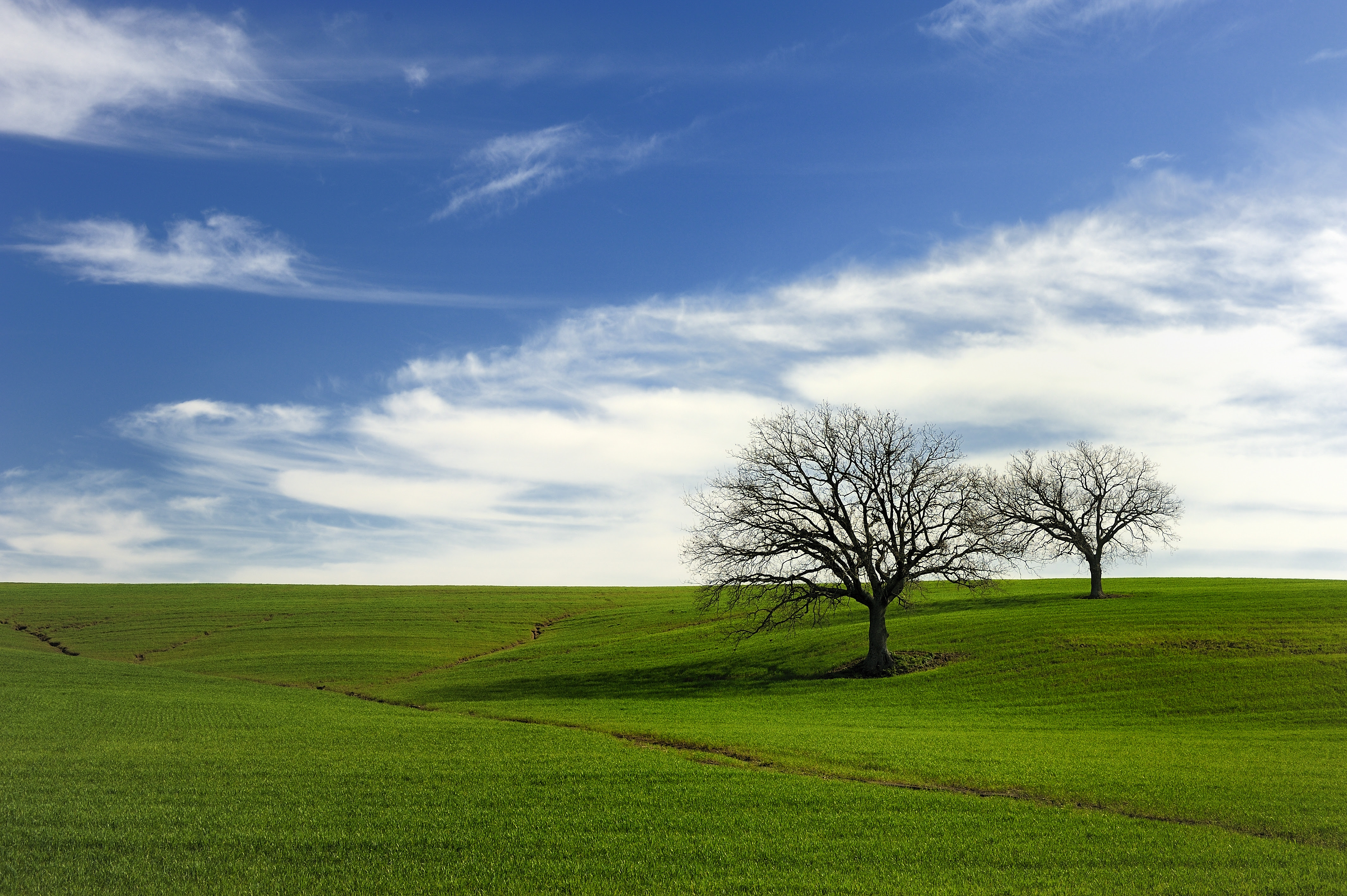 フリー画像 自然風景 丘の風景 樹木の風景 草原の風景 フリー素材 画像素材なら 無料 フリー写真素材のフリーフォト
