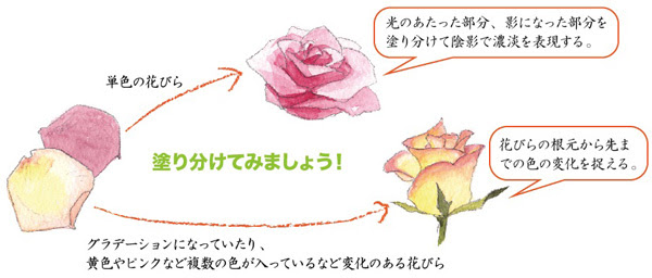 大人の水彩画レッスン パステル ワンポイント バラのスケッチをしよう