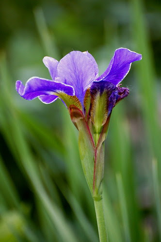 iris