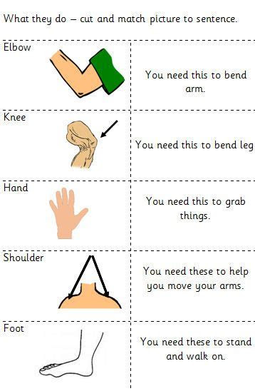  my body teaching resources human body worksheets parts of body