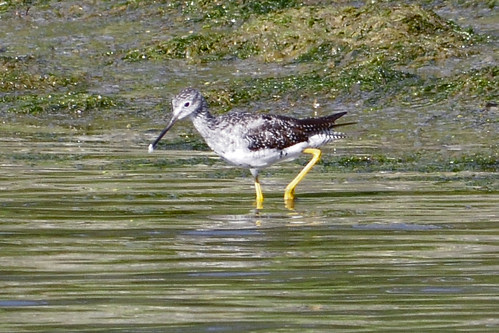 yellowlegs pocasset 2