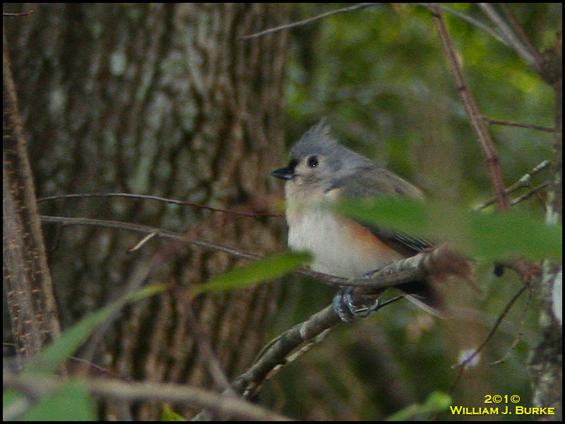 Tufted Titmouse
