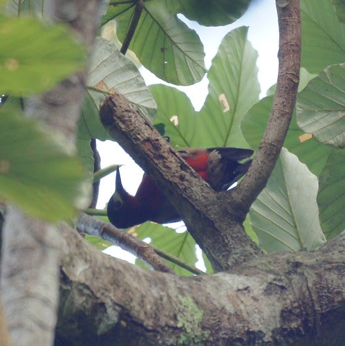 Puerto Rican Woodpecker