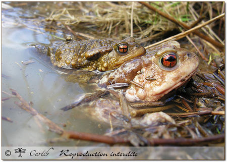 Crapaud_062689