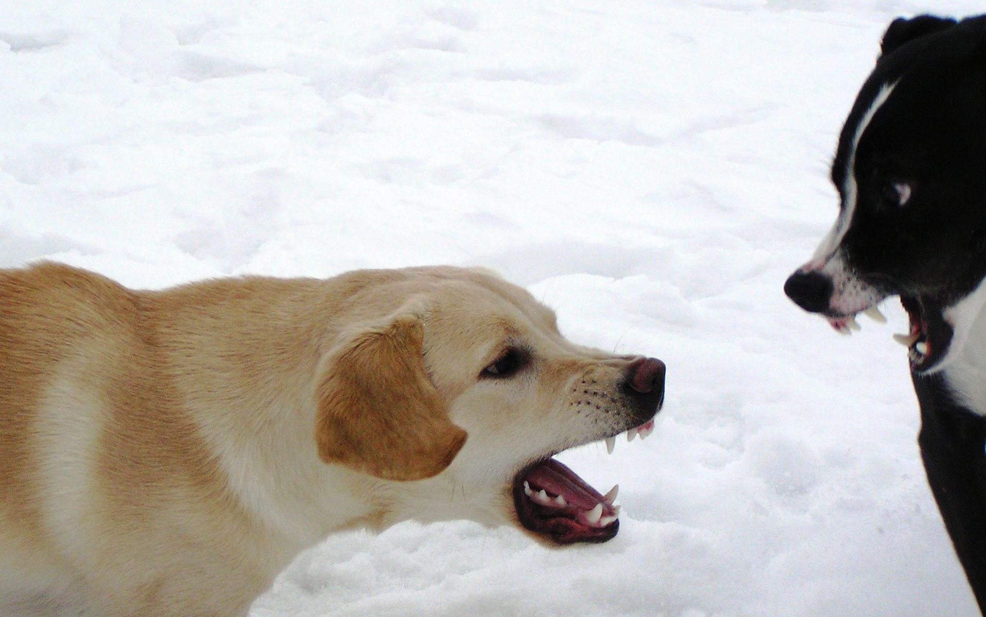 4 Ways to Prevent Aggression in Dogs – Project Pawsitivity