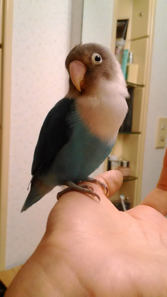 インコを飼うならオススメのペットショップ サイト とりどりにっき