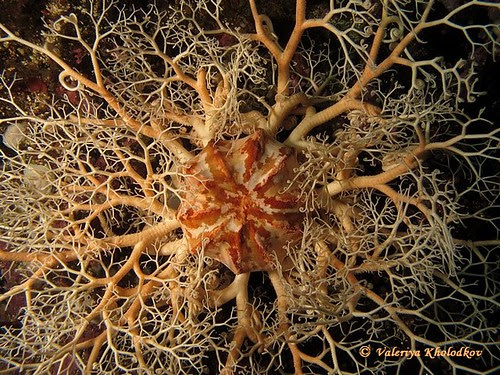 Basket star