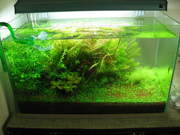 エーハイム ナチュラルフローパイプについて アクアリウム インプレッション