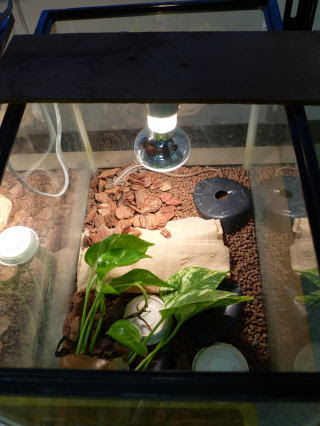 カナヘビ飼育法