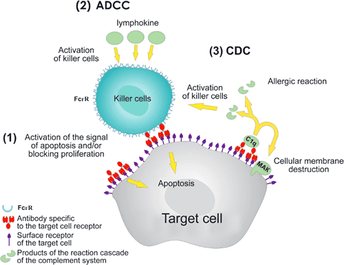 看delfia 技術如何助力腫瘤免疫療法研究 以標靶單株抗體藥物為例