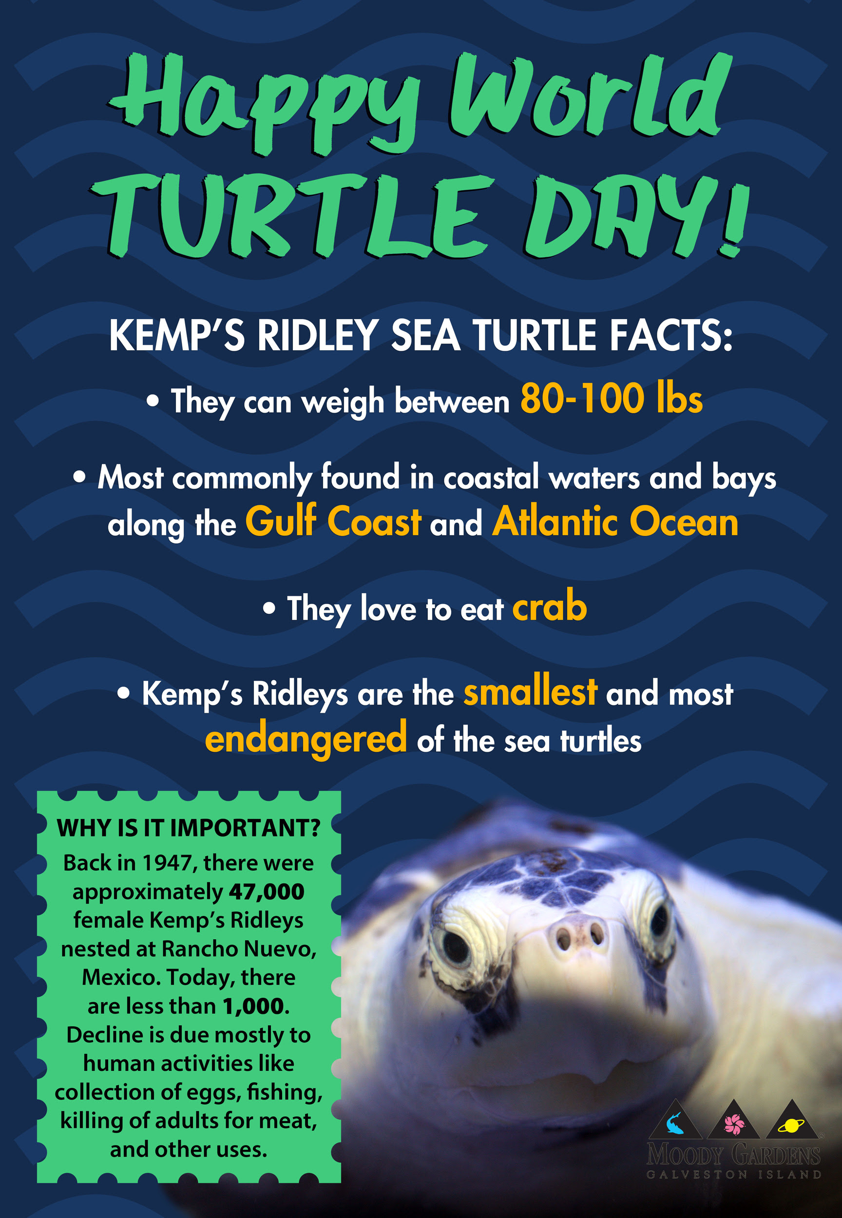 Happy World Turtle Day Meet The Kemp S Ridley Sea Turtle Moody Gardens