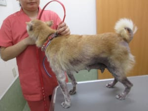 柴犬のアトピー性皮膚炎 霧島市 森の樹動物病院 皮膚科 アレルギー科 ペットホテル トリミング