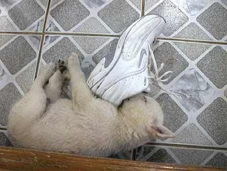 犬って可愛い 臭いフェチ Blog Hooga