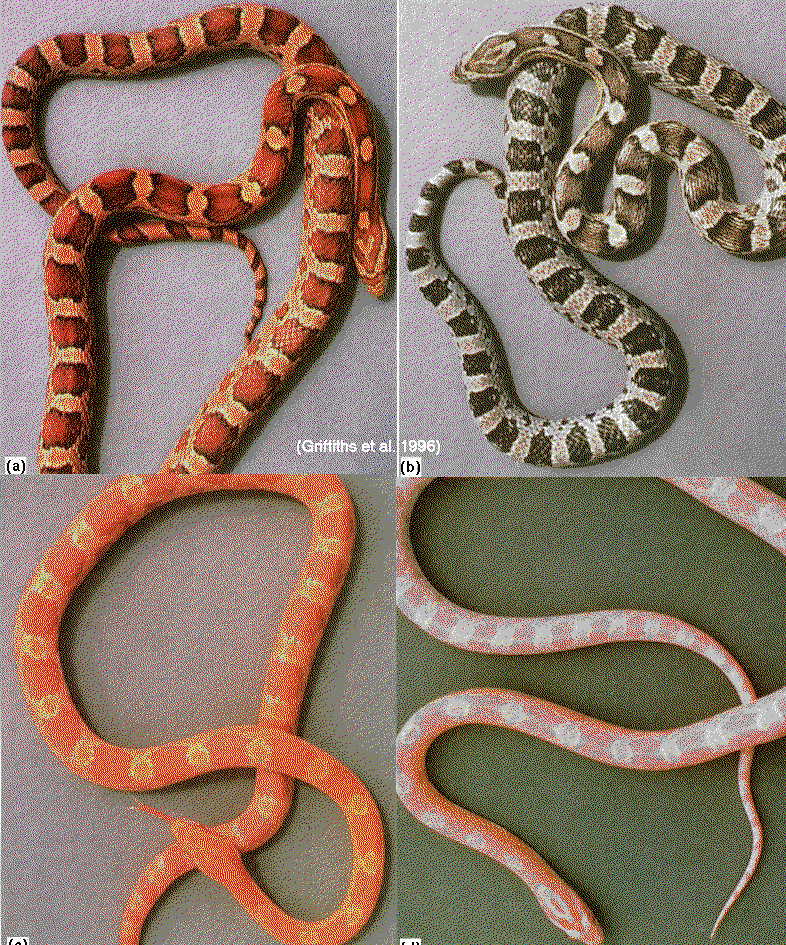 corn snake cartoon