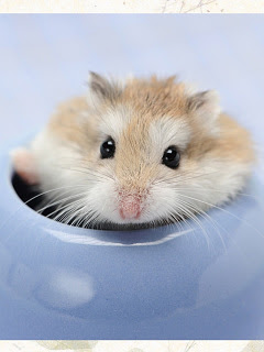 ハムスター ウサギなど 見つかっちゃったロボロフスキーハムスター の待ち受け画像 壁紙 動物 パラダイス