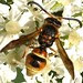 Ancistrocerus tuberculocephalus