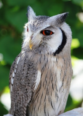 仏教豆知識 仏法僧 ブッポウソウ 成田山 東京別院 深川不動堂