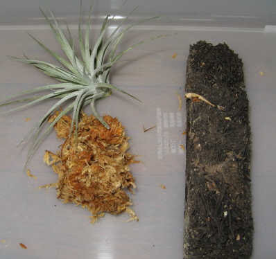 チランジアの栽培 ワイルド チランジア チランジア ティランジア チランドシア エアープランツ エアプランツ の栽培 育て方 ぱんさのマイナー植物園