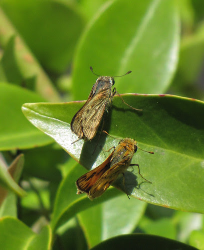skipper