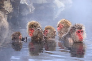 温泉に入る日本のサルにほっこり ところがどっこい そこには非常に厳しい現実があった 中国メディア サーチナ