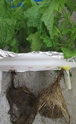 水耕栽培の大葉 シソ の葉のフチが黒くなってきた 原因と対策 つれづれ育児日記