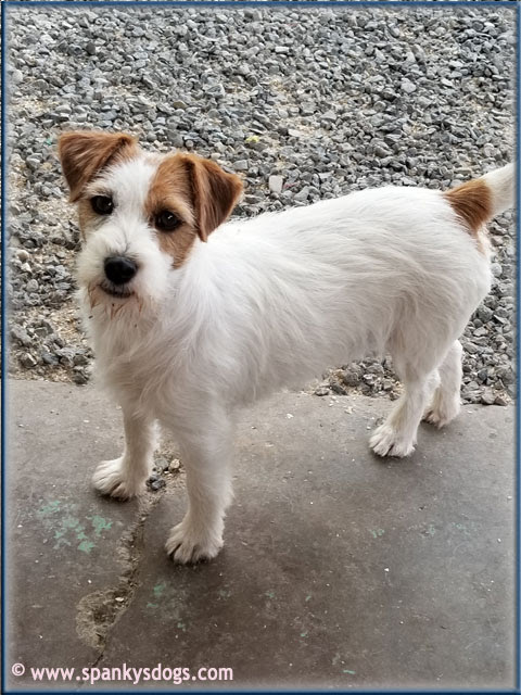 Spanky S Jack Russell Terrier Puppies For Sale Start With Awesome