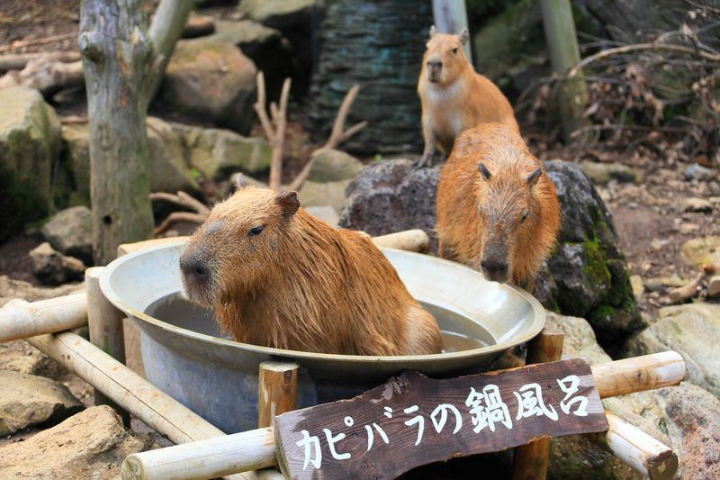 伊豆シャボテン動物公園 サボテン狩りやカピバラとのふれあいも 静岡県 トラベルjp 旅行ガイド