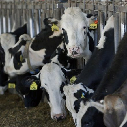This is the future of meat