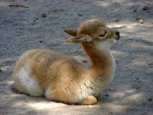 baby-llama