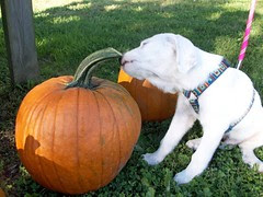 Skipper_Pumpkins_91811c