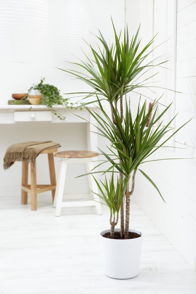 Pin by Natasha Jaeger on house plants  Pinterest
