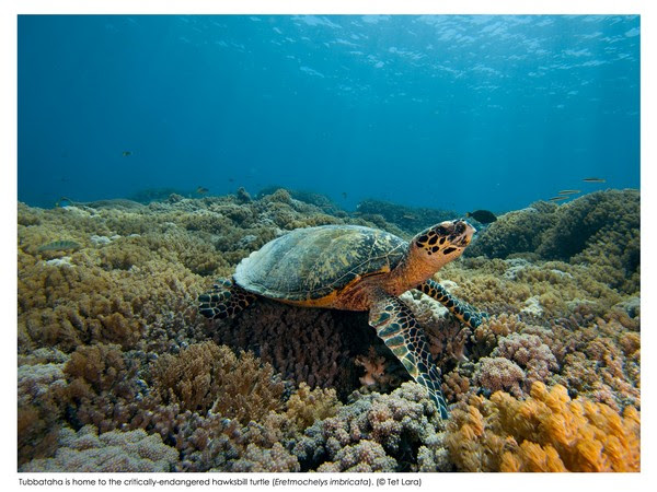 by Tet Lara (Hawksbill Turtle and critically-endangered)