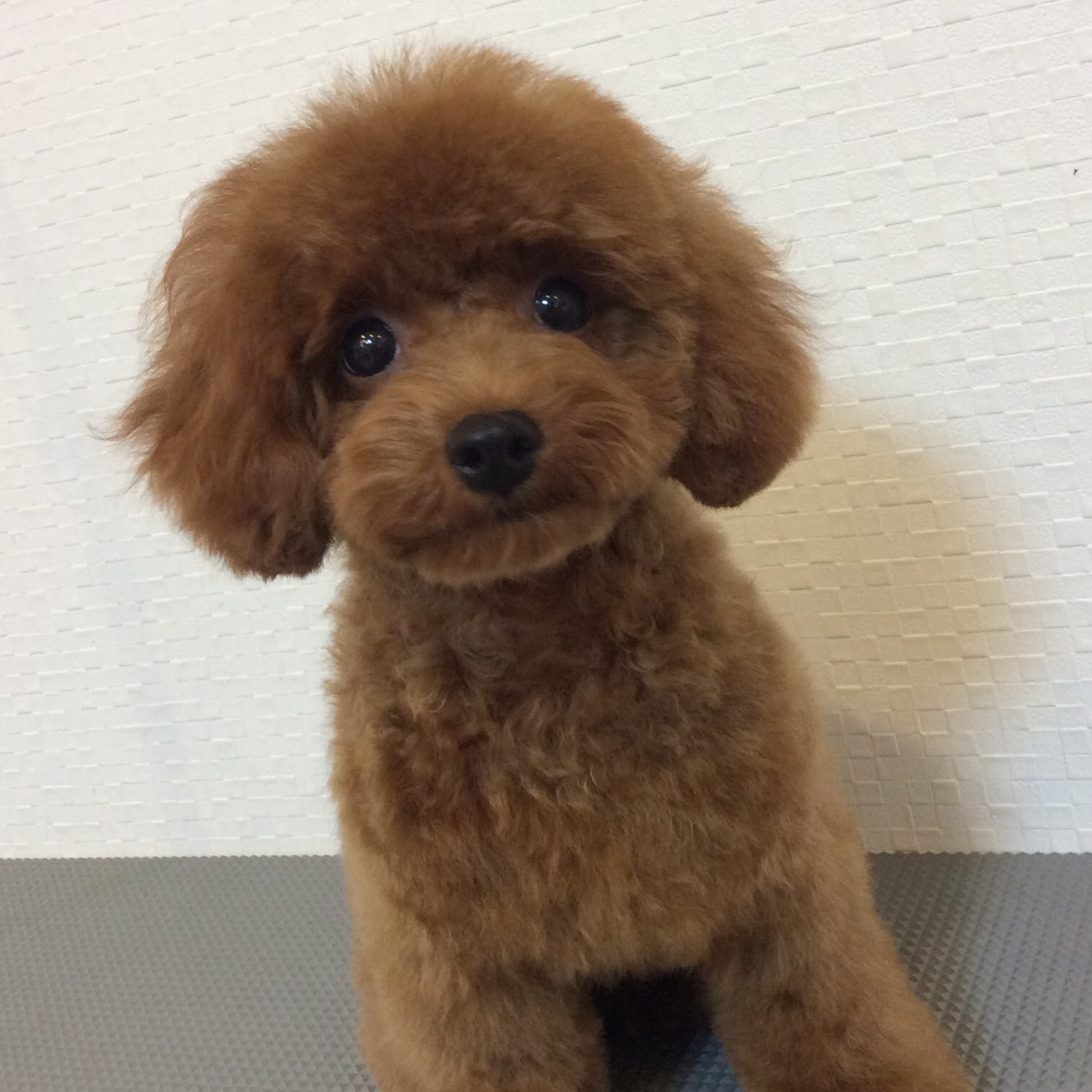 トイプードル ソフィちゃん テディベアカット 相模原市緑区東橋本 トリミングサロン Loulou