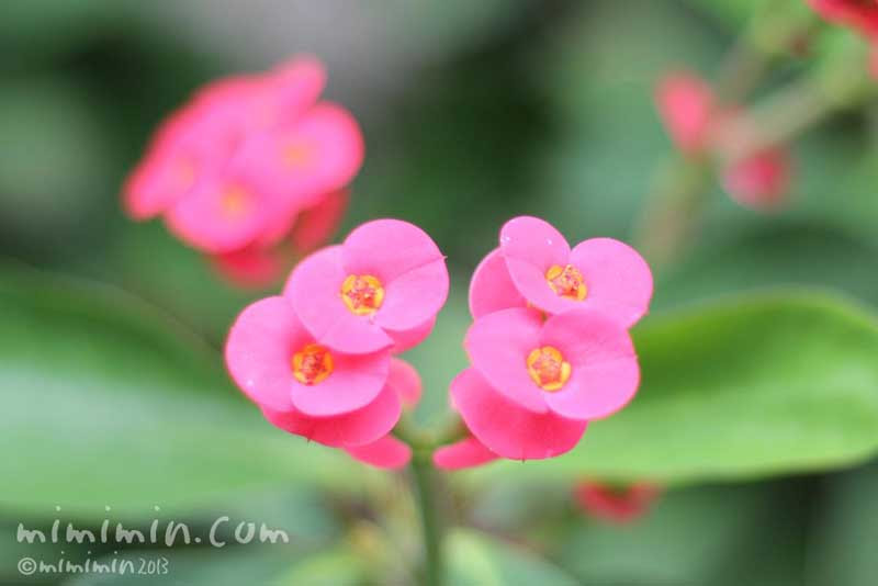 ハナキリンの花言葉 名前の由来 ハナキリンの花の写真 みみみんブログ