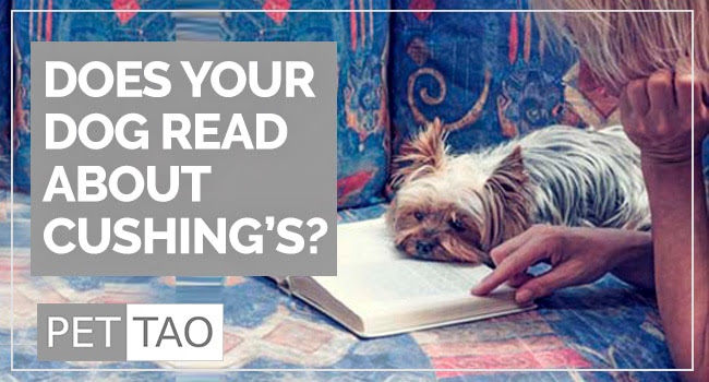 Dog Cushing S Disease Prognosis The Course Of Disease